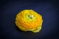 Close up of yellow ranunculus flower on dark Royalty Free Stock Photo