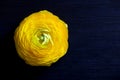 Close up of yellow ranunculus flower on dark background Royalty Free Stock Photo