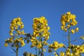 A close up of yellow rape seed flowers