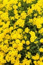 Close up yellow rapeseed flower Brassica napus Royalty Free Stock Photo