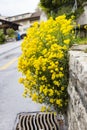 Close up yellow rapeseed flower Brassica napus Royalty Free Stock Photo