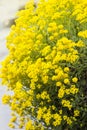 Close up yellow rapeseed flower Brassica napus Royalty Free Stock Photo