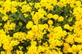 Close up yellow rapeseed flower Brassica napus Royalty Free Stock Photo