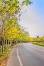 Yellow ratchaphruek trees or colorful golden shower with flowers blooming  on sides of the asphalt road and bright sky background Royalty Free Stock Photo