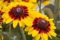 Garden of black eyed susan plants. Yellow plants with a red center. Royalty Free Stock Photo