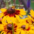 Garden of black eyed susan plants with an insect sitting on top Royalty Free Stock Photo