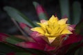 Close-up of a yellow-red Bromeliads flower blooming in the tropical garden on dark green background.