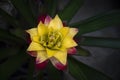 Yellow-red Bromeliads flower blooming in the tropical garden on dark green leaves background. Bromeliaceae Royalty Free Stock Photo