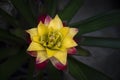 Yellow-red Bromeliads flower blooming in the tropical garden on dark green leaves background. Bromeliaceae