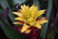 Yellow-red Bromeliads flowers blooming in the tropical garden on green leaves background.