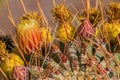 Close-up of Yellow and Red Cactus Flowers and Thorns Royalty Free Stock Photo
