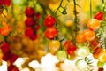 Close up yellow and red cherry tomatoes hang on trees growing in greenhouse in Israel Royalty Free Stock Photo