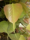 Yellowish red color leaf of Sacred fig tree