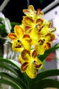 Close up Yellow and Red Colors of Orchids Flower Royalty Free Stock Photo