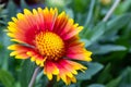 Close-up Of Yellow and Red Flower Blooming Outdoors Royalty Free Stock Photo