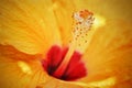 Closeup of hibiscus flower in full bloom Royalty Free Stock Photo