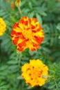 The close-up of Yellow-red Marigold Flower