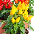 Close up yellow, red, orange hot chili peppers in pot is isolate Royalty Free Stock Photo