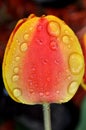 A close up of a yellow red orange tulip head with rain drops and dew on petals Royalty Free Stock Photo