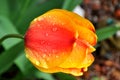 A close up of a yellow red orange tulip head with rain drops and dew on petals Royalty Free Stock Photo