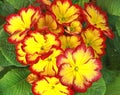 Close-up of yellow and red primrose in a flowerbed Royalty Free Stock Photo