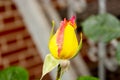 Close up of a yellow red rose bud with drops of water on the petals Royalty Free Stock Photo