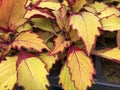 Close up of yellow and red sun coleus leaves in big pots Royalty Free Stock Photo