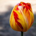 Close-up yellow-red  tulip flower head Royalty Free Stock Photo