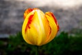 Close-up yellow-red  tulip flower head Royalty Free Stock Photo