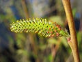 Close up of yellow and red willow catkin Royalty Free Stock Photo