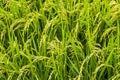 Close up yellow rice in green paddy field Royalty Free Stock Photo