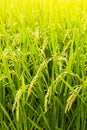 Close up yellow rice in green paddy field Royalty Free Stock Photo