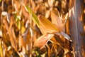 close-up yellow ripe corn on stalks for harvest in agricultural cultivated field, fodder industry. Royalty Free Stock Photo