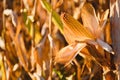 close-up yellow ripe corn on stalks for harvest in agricultural cultivated field, fodder industry. Royalty Free Stock Photo