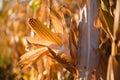 close-up yellow ripe corn on stalks for harvest in agricultural cultivated field, fodder industry. Royalty Free Stock Photo