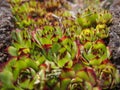 Close up of rock flowers. Royalty Free Stock Photo