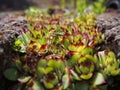 Close up of rock flowers. Royalty Free Stock Photo