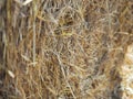 Close-up of a yellow roll of dry hay on a field Royalty Free Stock Photo