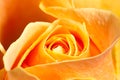 Close up yellow rose Royalty Free Stock Photo