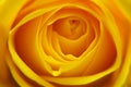 Close-up of yellow rose Royalty Free Stock Photo