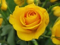 Close-up of yellow rose Royalty Free Stock Photo