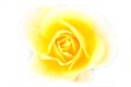 Close up of yellow rose Royalty Free Stock Photo