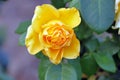 close-up of a yellow rose in autumn,detail