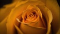 a close up of a yellow rose with a black background and a blurry image of the center of the rose and the budding Royalty Free Stock Photo
