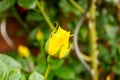 Close up of a yellow rose bud Royalty Free Stock Photo