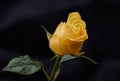 Close up yellow rose bud Royalty Free Stock Photo