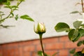 Close-up of a yellow rose bud on a summer day Royalty Free Stock Photo