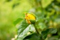 Close-up of a yellow rose bud with water drops on the petals Royalty Free Stock Photo