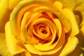 Close-up yellow rose