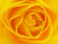 Close-up of yellow rose with drops Royalty Free Stock Photo